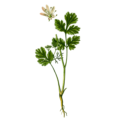 coriander_430px.png