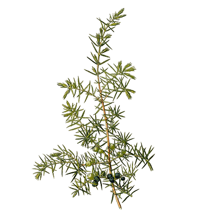 juniper_430px.png